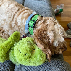 Sarybei Christmas puppy collar adjustable view highlighting length range