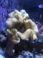 Seachem Reef Phytoplankton reef-tank-use supports corals and invertebrates