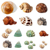 SEAJIAYI hermit crab shells collection showing varied sizes for crab growth