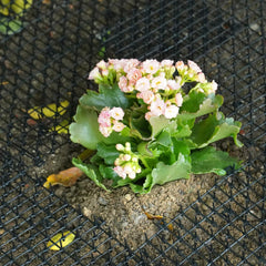 SenseYo Pomeat scat mat can be cut to fit spaces.