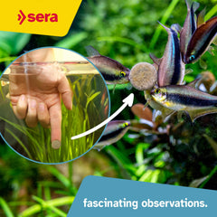 Tabs adhered to glass for watching shy fish feed with Sera O-Nip Nature.