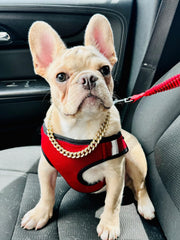 Serijoars dog collar buckle close-up in rose gold, secure fit for comfortable walks.