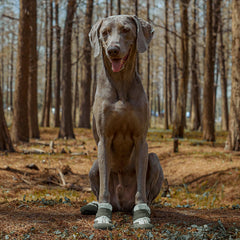 SGSPET dog shoes adjustable strap ensures secure fit on active adventures.