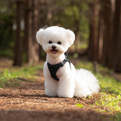 SGSPET secure-fit harness buckle provides steady control on outings