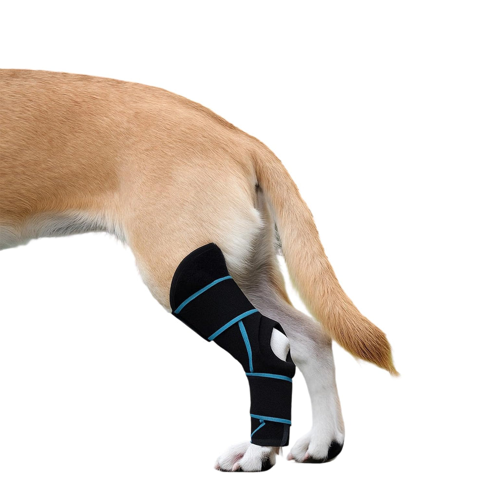 SHARKBEEPOWER dog knee brace on back leg with adjustable straps for secure fit.