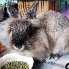 Sherwood Baby Rabbit Food bag packaging shows hay-based grain-free formula for digestion