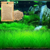 Short Hair Dwarf Carpet pack ready for setup, quick dense ground cover for tanks.