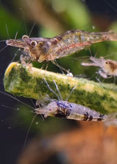 Shrimptastic Aquatics beetroot bonanza stick provides antioxidants and vitality for shrimp