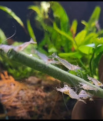 Shrimptastic Aquatics carrot carnival stick supports digestion and vibrant color in shrimp