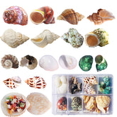 Skoolove hermit crab shells 17pcs box pack provide varied growth options for crabs