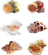 SKOOLOVE hermit-crab-shells large opening 1-2in for easy shell transitions