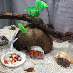 Skoolove hermit crab shells natural materials ensure safe, dye-free housing options