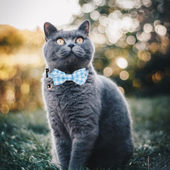 Sliverdew Bow Cat Collar removable bowtie detail for occasions