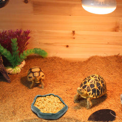 SLSON reptile feeder dish in green, perfect water and food bowl for lizards