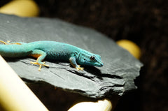 Small World Slate & Stone grey caves stone creates hiding spots in terrariums