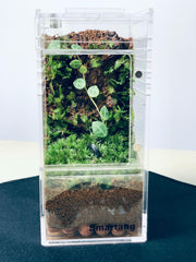 Smartang Acrylic Terrarium watertight bottom supports substrate containment.