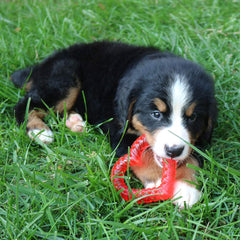 SmartPetLove Snuggle Puppy ice-fill-teether for icy comfort during teething