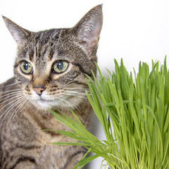 SmartyKat cat grass seeds sprout indoors, providing fresh greens for cats.