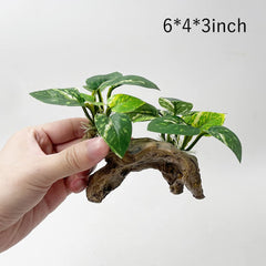 Smoothedo-Pets artificial driftwood decor adds natural shelter and depth.