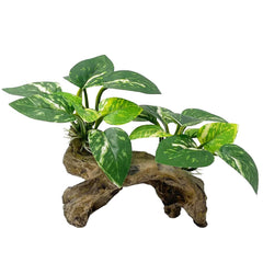 Smoothedo-Pets silk leaf pad hammock provides a cozy resting spot for Betta.