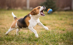 Pelotas Snug para perros pequeños y medianos, tamaño tenis, seguridad y diversión al aire libre.