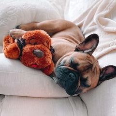 Snuggle Puppy dog crate-training sleep shot highlights calm evenings with toy.