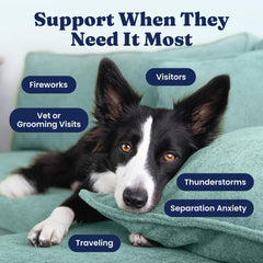 Solid Gold Calming Chews bacon-flavor closeup highlights tasty, comforting support