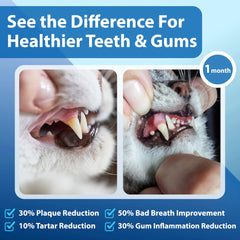 Spanielbuns Cat Dental Powder close-up on gums visualization for oral care.