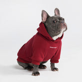 Spark Paws dog hoodie burgundy XL front view, cozy four-way stretch fit.
