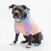 Spark Paws dog hoodie in butter-stretch fabric for flexible comfort across breeds.