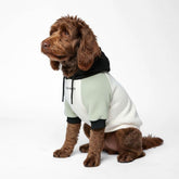 Spark Paws dog hoodie front view in olive cream for flexible, cozy warmth