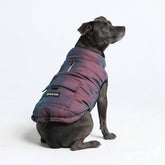Spark Paws Cosmic dog winter jacket front view shows warm fleece-lined protection for cold walks