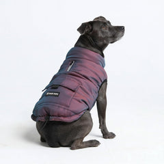 Spark Paws Cosmic dog winter jacket front view shows warm fleece-lined protection for cold walks