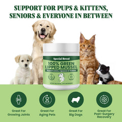 Special Breed green lipped mussel powder mixed into cat food for feline wellness.