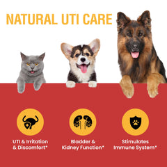 Special Breed UTI supplement dog paw with bottle highlights convenient daily administration.