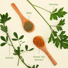 Spirited Paw Dental powder dispersing into dog bowl supports fresh breath and a healthy mouth.