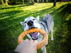 Spunky Pup Gnaw Guard Large Ring colorful shapes for interactive fun.