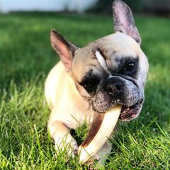 Spunky Pup snack-chew antler toy showing dog fetch-friendly playtime and redirection.