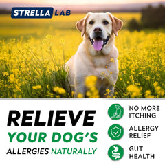 STRELLALAB dog skin and coat support chews on shelf