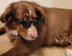Style Vault G006 dog sunglasses side view for secure outdoor wear.
