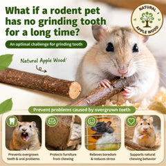 Hamster mâche un bâton pomme Sukh, divertissement sain et dentition entretenue.