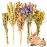 Sukh natural hamster bedding spray-mix setup showing layered bedding for comfort.