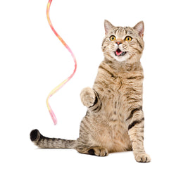 Sumind cat wand teaser pole and string detail emphasizes safe, durable play