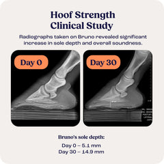 Summit Equine Hoof Strength methionine-zinc visual emphasizes essential nutrients for resilience.