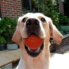 Sunglow ball in action during chewing and play for energy release