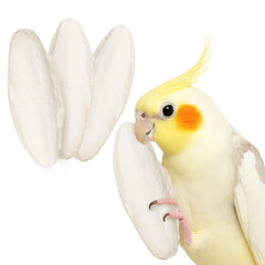 SunGrow 6inch cuttlebone egg-shell support for female cockatiels during laying