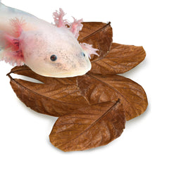 SunGrow axolotl leaf in tank provides shelter and tea-colored water for a calmer habitat.