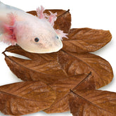 SunGrow axolotl leaves in tank provide natural shelter and water tint.