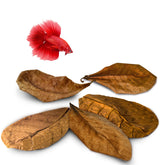 SunGrow Betta Leaves packaging shows 10 large leaves for breeding support