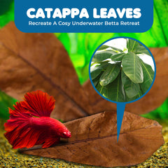 SunGrow Betta Leaves in tea-colored water providing natural habitat cue